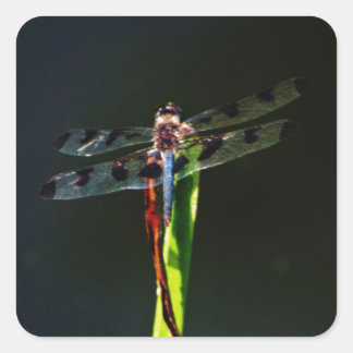 Pegatina Cuadrada Dragonfly azul y negro sobre hierba verde y roja