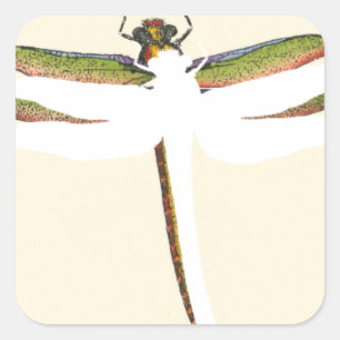 Pegatina Cuadrada Dragonfly en miniatura sobre fondo blanco