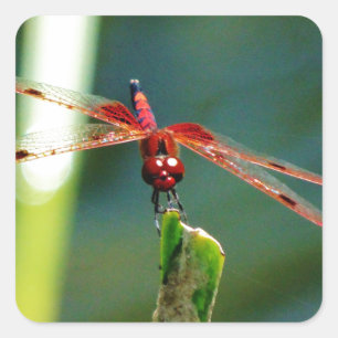 Pegatina Cuadrada Dragonfly Frontal Rojo y Negro