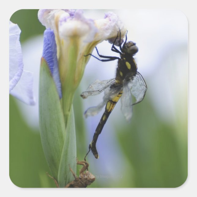 Pegatina Cuadrada Dragonfly on iris (Anverso)