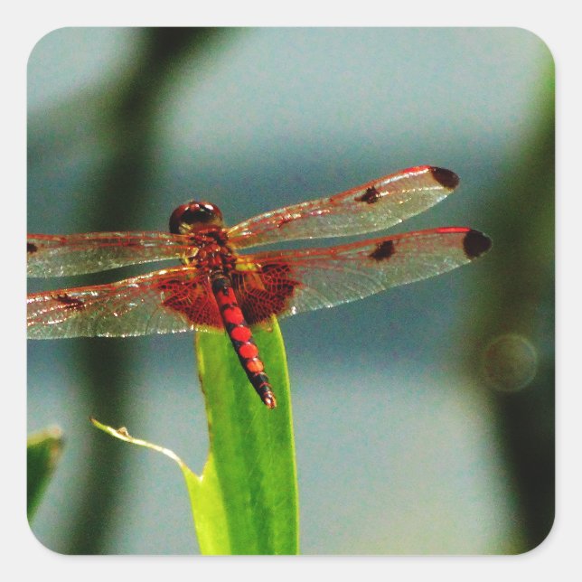 Pegatina Cuadrada Dragonfly rojo y negro visto (Anverso)