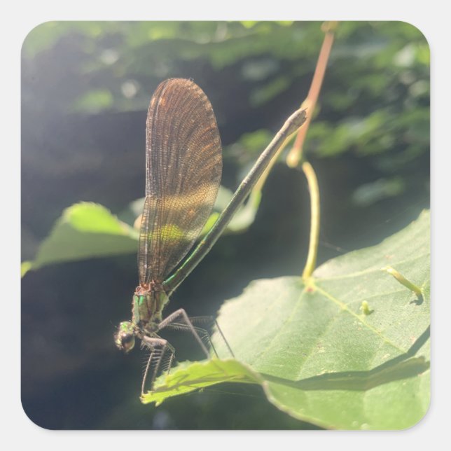 Pegatina Cuadrada Dragonfly Sticker (Anverso)
