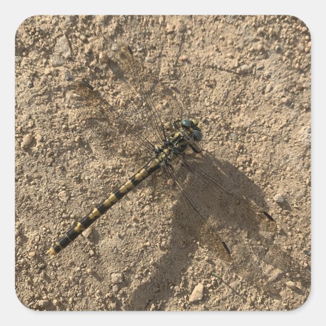 Pegatina Cuadrada Dragonfly Sticker (Anverso)