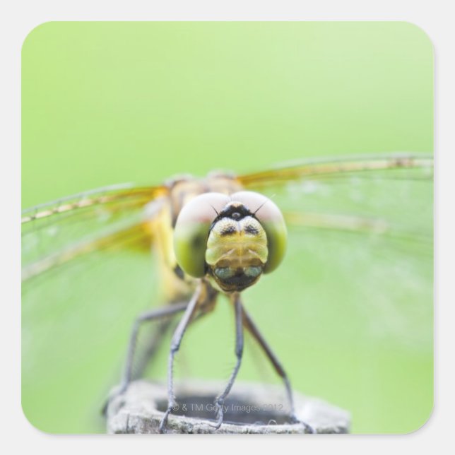 Pegatina Cuadrada Dragonfly (Sympetrum infuscatum) (Anverso)