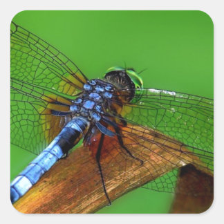 Pegatina Cuadrada Dragonismo azul
