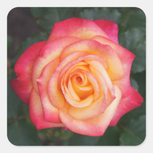 Pegatina Cuadrada Dream Come True Rosa #1 Pegatinas