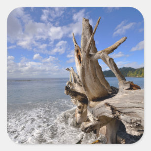 Pegatina Cuadrada Driftwood en la línea de la playa de la playa