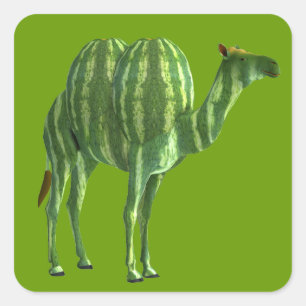 Pegatina Cuadrada Dromedary Day