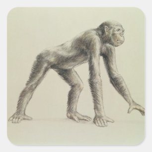 Pegatina Cuadrada Dryopithecus Africanus