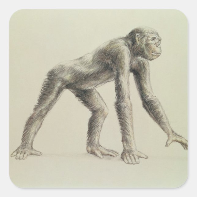 Pegatina Cuadrada Dryopithecus Africanus (Anverso)