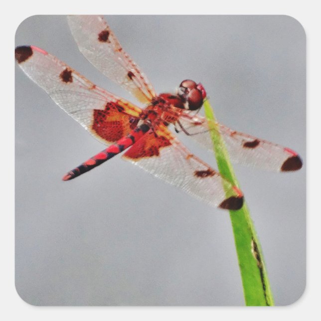 PEGATINA CUADRADA DSC00029.JPG (Anverso)