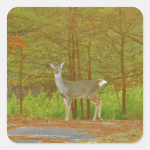 PEGATINA CUADRADA DSCF4041.JPG