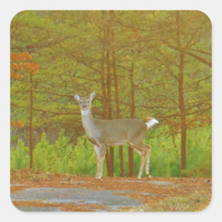 PEGATINA CUADRADA DSCF4041.JPG