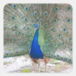 Pegatina Cuadrada Dubrovnik, Croacia, isla de Lokrum, colorida