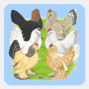 Pegatina Cuadrada D'Uccles seis gallinas
