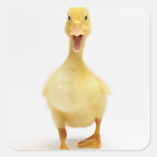 Pegatina Cuadrada Duckling