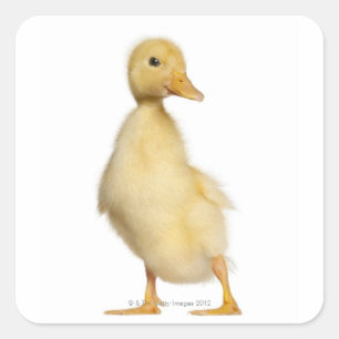 Pegatina Cuadrada Duckling (1 semana de edad)
