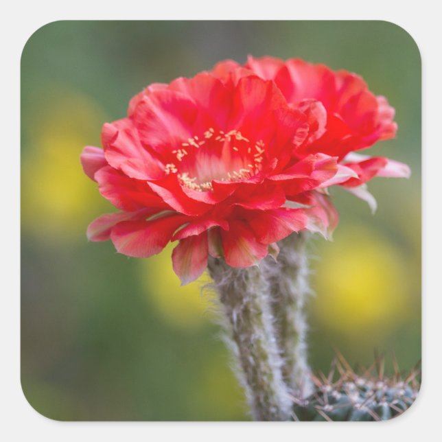 Pegatina Cuadrada dueto de Firelight (Anverso)