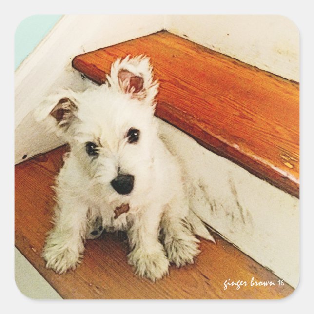 Pegatina Cuadrada Dulce Cachorro Westie sentado en un paso de cosech (Anverso)
