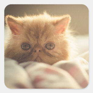 Pegatina Cuadrada Dulce gatito caliente