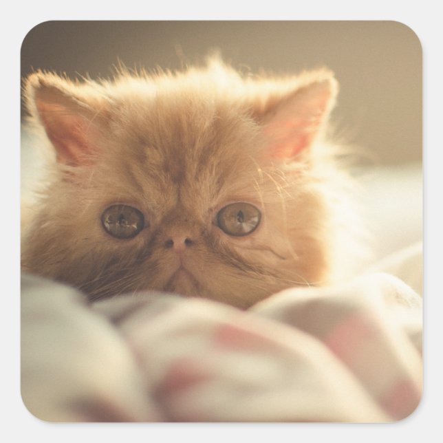 Pegatina Cuadrada Dulce gatito caliente (Anverso)