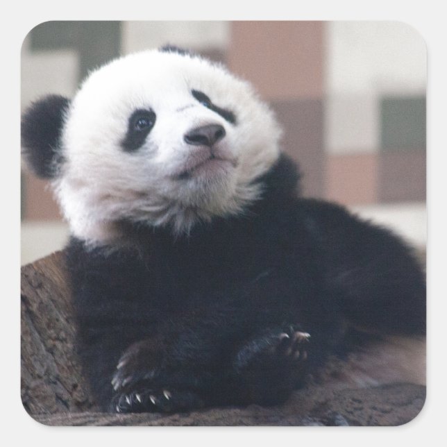 Pegatina Cuadrada Dulce Giant Panda Baby (Anverso)