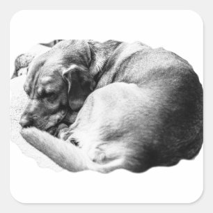 Pegatina Cuadrada Dulce Slumber