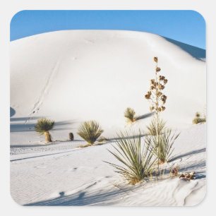 Pegatina Cuadrada Dunas Transversales y Yucca de Jabón