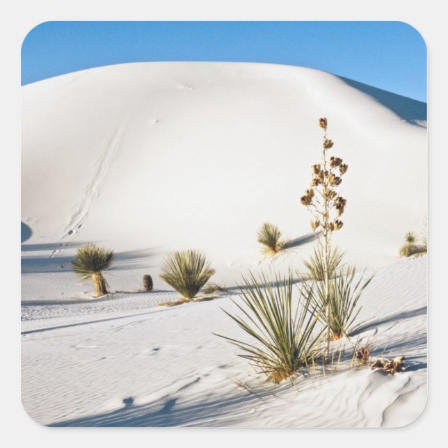Pegatina Cuadrada Dunas Transversales y Yucca de Jabón (Anverso)