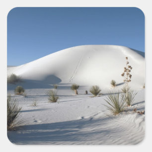 Pegatina Cuadrada Dunas transversales y Yucca Soaptree