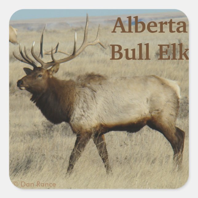 Pegatina Cuadrada E55 Bull Elk Big Bull (Anverso)