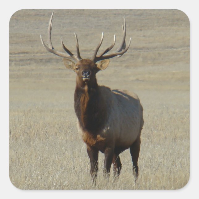 Pegatina Cuadrada E59 Bull Elk Enorme Bull (Anverso)