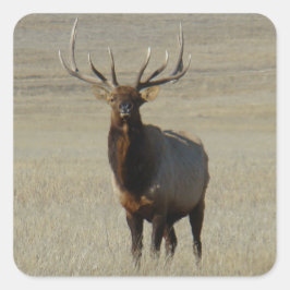 Pegatina Cuadrada E59 Bull Elk Enorme Bull