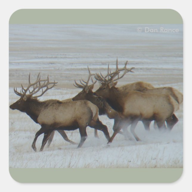 Pegatina Cuadrada E64 Alce Toro Corriendo (Anverso)