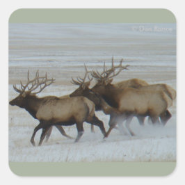 Pegatina Cuadrada E64 Rueda de toro