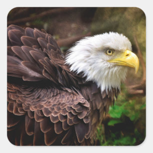 Pegatina Cuadrada Eagle Pegatinas