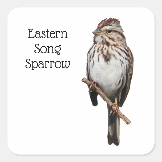 Pegatina Cuadrada East Song Sparrow (Anverso)
