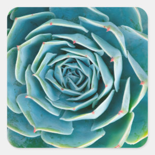 Pegatina Cuadrada Echeveria Roseta, Jardín Secreto de Marrakech