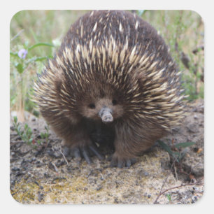 Pegatina Cuadrada Echidna lindo de Australia