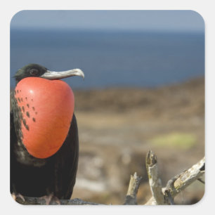 Pegatina Cuadrada Ecuador, Galápagos, Isla Genovesa. 6.º príncipe