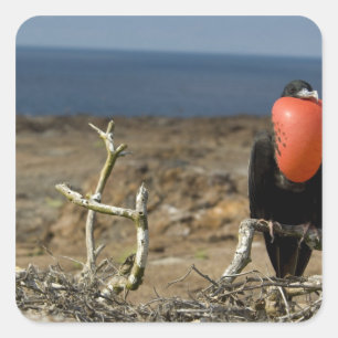 Pegatina Cuadrada Ecuador, Galápagos, Isla Genovesa. 6.º príncipe