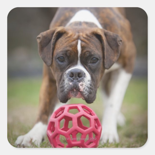 Pegatina Cuadrada edmonton alberta canada (Anverso)