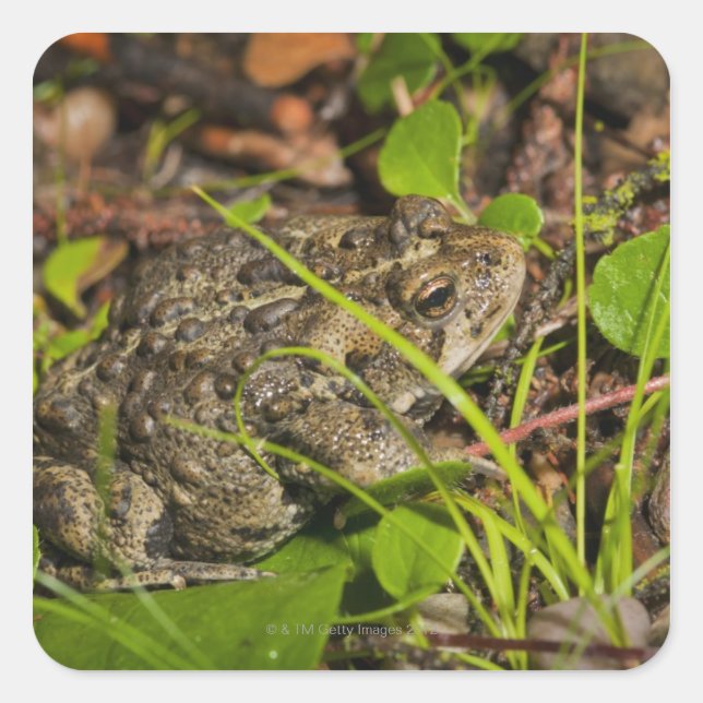 Pegatina Cuadrada edmonton, alberta, canadá (Anverso)