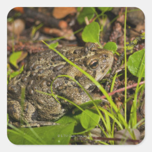 Pegatina Cuadrada edmonton, alberta, canada