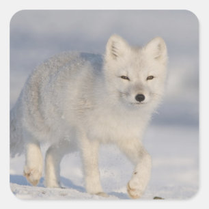 Pegatina Cuadrada EE. UU., Alaska, 1002 Llanura costera del ANWR. Un