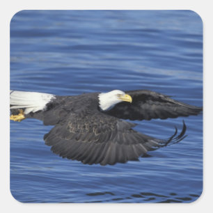 Pegatina Cuadrada EE. UU., Alaska, Águila calva de la península de K