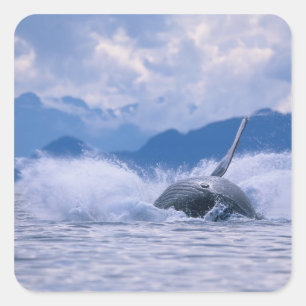 Pegatina Cuadrada EE.UU., Alaska, Bosque Nacional Tongass, Humpback