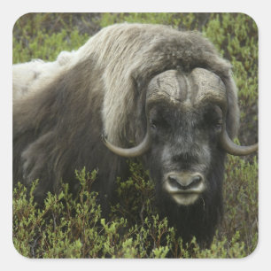 Pegatina Cuadrada EE. UU., Alaska, Nome. Primer plano de buey almizc