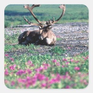 Pegatina Cuadrada EE. UU., Alaska, Parque Nacional Denali, Caribou