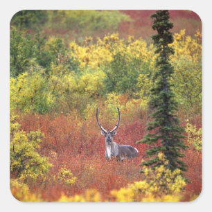 Pegatina Cuadrada EE. UU., Alaska, Parque Nacional Denali. Caribú